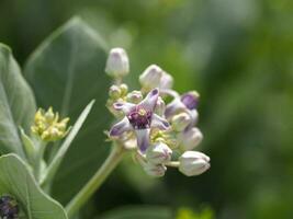 Kronenblume, Calotropis gigantea, Apocynaceae, Asclepiadoideae Fünf Kelchblätter, deren Zapfen miteinander verbunden sind, haben eine dunkle und weiche violette Farbe foto