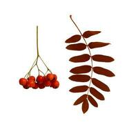 Herbst Ast von rot Eberesche Beere mit rot Eberesche Blätter isoliert auf Weiß Hintergrund foto