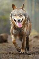 eurasisch Wolf im Zoo foto