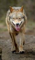 eurasisch Wolf im Zoo foto