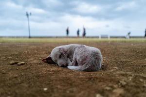kranker kleiner Hund auf den Philippinen foto