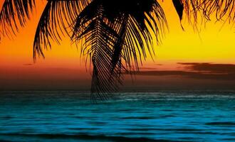 Silhouette der Palme am Strand bei Sonnenuntergang an einem wunderschönen tropischen Strand auf orangefarbenem Himmelshintergrund foto