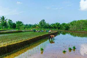 das natürlich Schönheit von Indonesien mit Grün Blätter und Gras foto