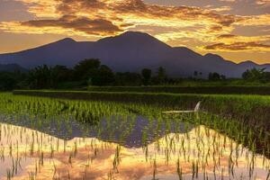 schöne Morgenansicht Indonesien Panoramalandschaft Reisfelder mit Schönheitsfarbe und natürlichem Himmelslicht foto