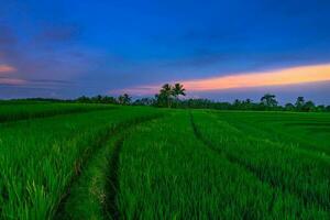 schöne Morgenansicht Indonesien Panoramalandschaft Reisfelder mit Schönheitsfarbe und natürlichem Himmelslicht foto