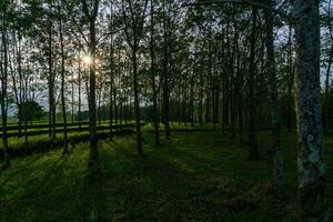 schöne Morgenansicht Indonesien Panoramalandschaft Reisfelder mit Schönheitsfarbe und natürlichem Himmelslicht foto