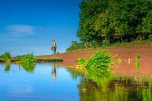 schöne Morgenansicht Indonesien Panoramalandschaft Reisfelder mit Schönheitsfarbe und natürlichem Himmelslicht foto