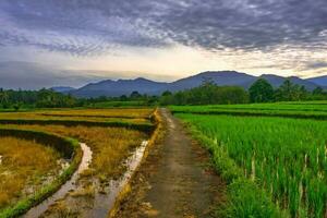 schöne Morgenansicht Indonesien Panoramalandschaft Reisfelder mit Schönheitsfarbe und natürlichem Himmelslicht foto