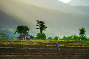 schöne Morgenansicht Indonesien Panoramalandschaft Reisfelder mit Schönheitsfarbe und natürlichem Himmelslicht foto