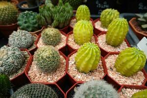 Miniatur Kaktus Topf schmücken im Plastik Töpfe zum Verkauf im Pflanze Geschäft beim draussen Markt foto