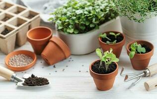 Gartenarbeit Konzept, Pflanzen beim Zuhause foto