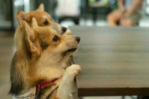 bezaubernd Walisisch Corgi Hunde stellen ihr Füße auf das Tabelle suchen beim etwas foto