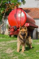 Porträt des Deutschen Schäferhundes foto