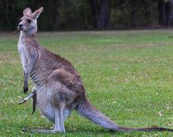 Eastern Grey Kangaroo Macropus giganteus Sonnenschein Küste Queensland Australien foto