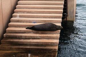 Neuseeland Seebär Arctocephalus Forsteri Sydney New South Wales Australien foto