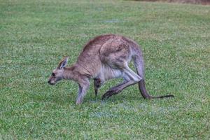 Eastern Grey Kangaroo Macropus Giganteus Sonnenschein Küste Universität Campus Queensland Australien