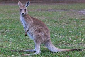 Eastern Grey Kangaroo Macropus giganteus Sonnenschein Küste Queensland Australien foto