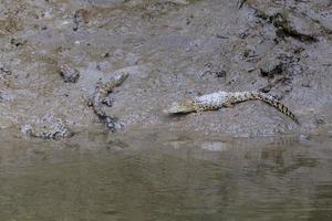 Salzwasserkrokodil Crocodylus Porosus Daintree Queensland Australien foto