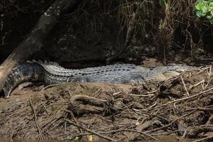 Salzwasserkrokodil Crocodylus Porosus Daintree Queensland Australien foto