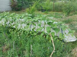 gewachsen frisch Gemüse im das Garten im das Sommer- im das Dorf foto