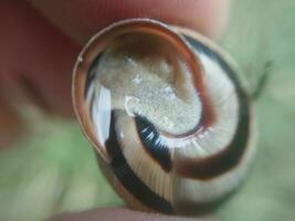 Traube Schnecke im das Garten nach das Regen foto