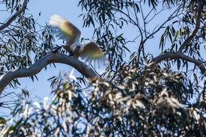 sulphurcrested cockatoo.cacatua galerita new south wales australia foto
