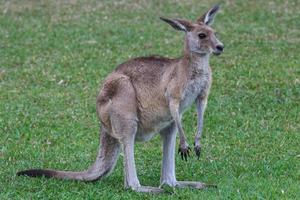 Eastern Grey Kangaroo Macropus Giganteus Sonnenschein Küste Universität Campus Queensland Australien foto
