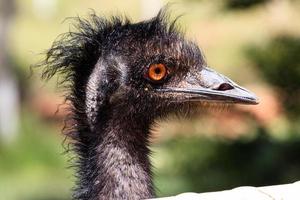 Emu Dromaius Novaehollandiae Nordterritorium Australien foto
