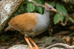 orangefüßig Buschgeflügel Megapode foto