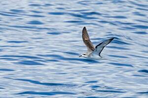 Koch Sturmvogel im Australien foto