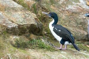 König Shag im Neu Neuseeland foto