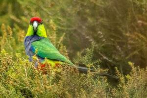 rot gekappt Papagei im Australien foto