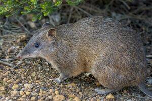 Quenda Süd- braun Bandicoot foto