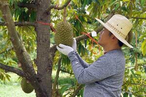 thailändisch Durian Bauern verwenden ihr Hände zu prüfen Durian Obst auf das Baum zu dafür sorgen Das das Durian Sie wachsen ist von gut Qualität Vor Sie sind Schnitt und geschickt zu Markt oder Export. foto