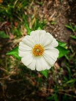 ein klein Weiß blühen Blume mit verschwommen Hintergrund foto