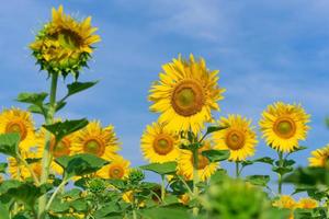 blühende Sonnenblumen auf natürlichem Hintergrund foto