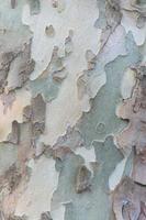 Grunge Holzbaum Textur