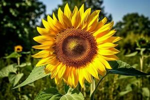 einsam Sonnenblume steht gegen Hintergrund von Landschaft Grün und Blau Himmel. sonnig Sommer- Tag auf Bauernhof Feld. Gartenarbeit, Ernte Konzept. realistisch Bild. ai generiert foto