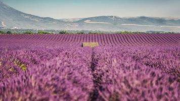 Lavendelfeld in der Provence, Frankreich