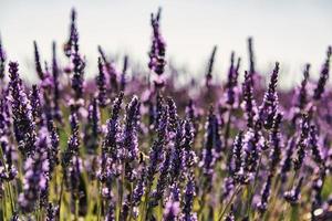 Lavendelfeld in der Provence, Frankreich
