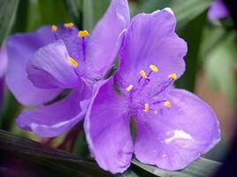 violett lila Blumen detailliert oben Aussicht Makro foto