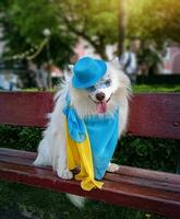 Weiß flauschige lange Haar japanisch Spitz Hund lächelnd im ein Hut und Brille Gelb Blau Schal foto