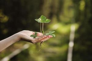 Ökologie, Schutz der natürlichen Umwelt, Tag der Erde Konzept. wachsende Pflanze in Menschenhand über grünem Hintergrund foto