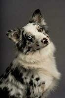 ein Vertikale Schuss von ein entdeckt Rand Collie Hund mit Heterochromie Augen foto