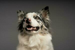 ein Nahansicht Schuss von ein entdeckt Rand Collie Hund mit Heterochromie Augen foto