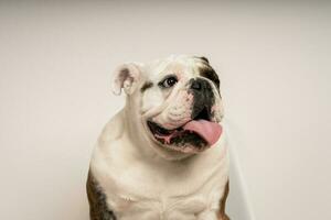 Nahansicht von ein süß Bulldogge auf ein Weiß Hintergrund foto