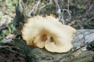 selektiv Fokus auf das Art von Weiß Auster Pilz Das Leben und wächst auf tot Baum Stämme. einer Art von Pilz Das können Sein verbraucht. Sanft Fokus foto