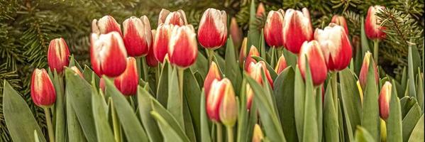 rote Tulpen auf einem Blumenbeet im Garten. Frühling. blühende.sonnenuntergang.banner
