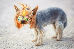 schön Hündchen von Yorkshire Terrier klein Hund mit im Regenbogen Sonnenbrille auf Grün verschwommen Hintergrund foto