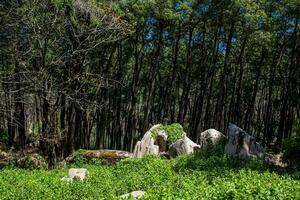 Gardens von Pena Park beim das Gemeinde von sintra foto